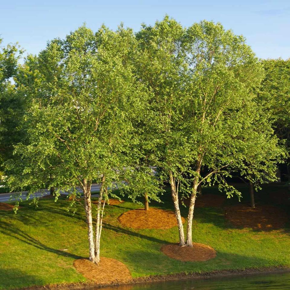 <p><a href="https://go.redirectingat.com?id=74968X1596630&url=https%3A%2F%2Fwww.fast-growing-trees.com%2Fproducts%2Fheritage-river-birch&sref=https%3A%2F%2F" rel="nofollow noopener" target="_blank" data-ylk="slk:Shop Now;elm:context_link;itc:0;sec:content-canvas" class="link ">Shop Now</a></p><p>Heritage® River Birch</p><p>fast-growing-trees.com</p><p>$139.95</p>