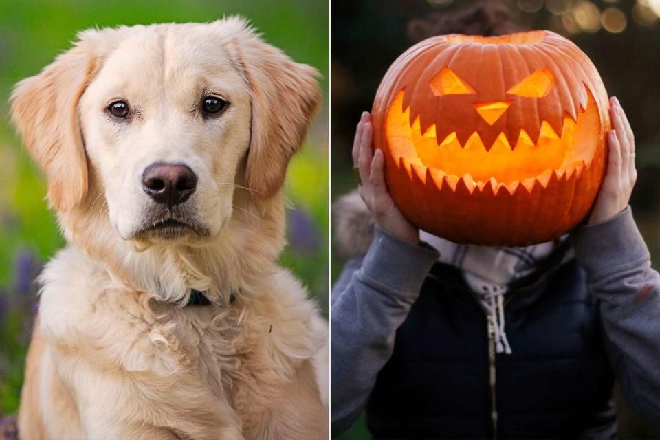 <p>Getty (2)</p> Golden Retriever, Halloween Decor