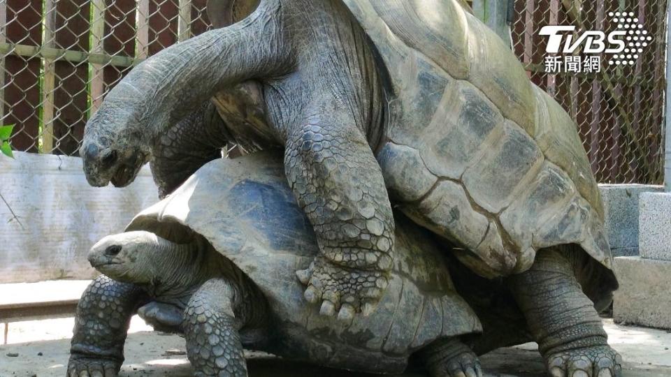 繁殖季節，陸龜會發出一些特別的聲音。（圖／台北市立動物園提供）