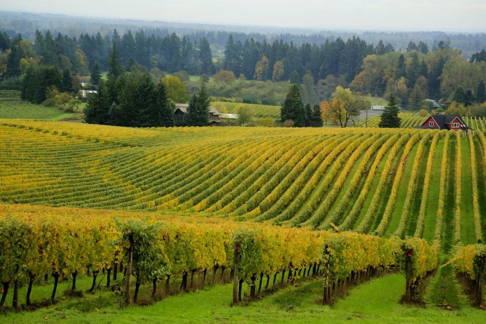 vineyard, willamette valley, or