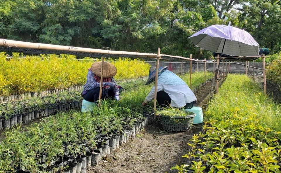 臺東森林公園苗圃每年備有多種花木、灌木提供領苗，邀各界攜手推動綠美化。