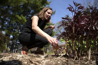 University of Michigan civil and environmental engineering professor Krista Wigginton applies human urine derived fertilizer to beds of peonies at Nichols Arboretum in Ann Arbor on Monday, May 9, 2022. The "pee-cycling" effort is part of University of Michigan research that promotes human urine-based fertilizer as beneficial to the plants and to the environment. (Marcin Szczepanski/Lead Multimedia Storyteller, Michigan Engineering via AP)