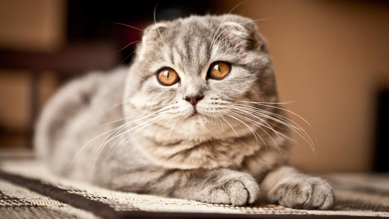  Scottish fold cat. 