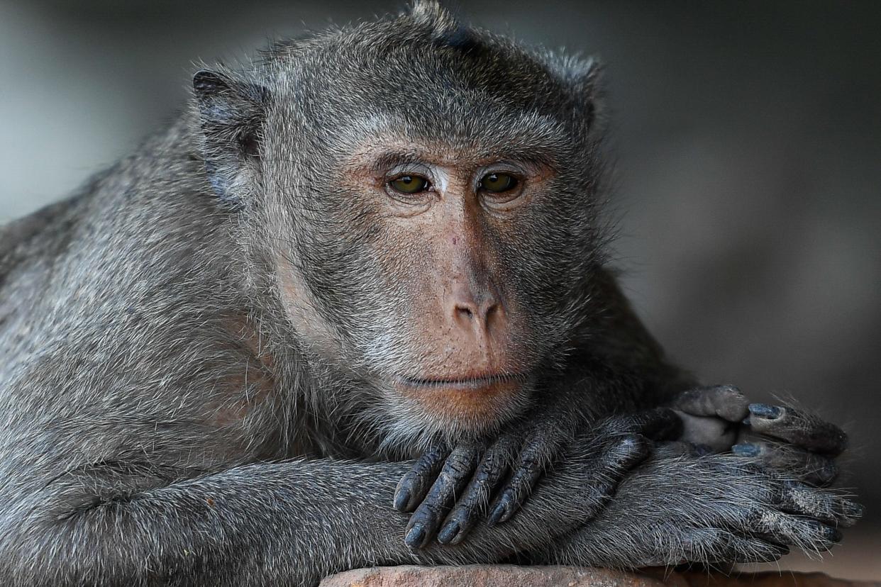 A long-tailed macaque is seen on the side road in Bangkok on February 25, 2021 in Bangkok, Thailand.