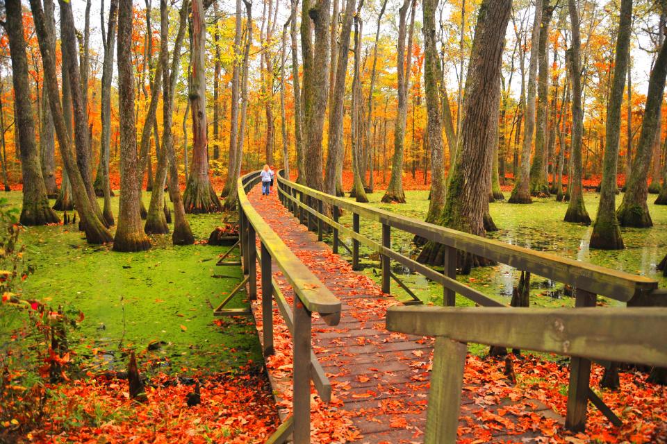 Mississippi: Cypress Swamp