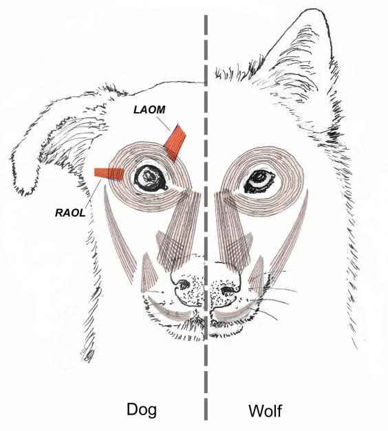 Dogs vs wolves: anatomical differences highlighted in red (Tim Smith, artist)