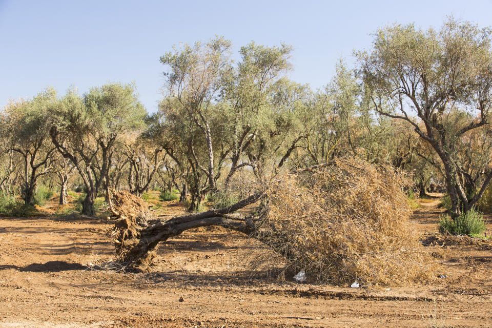 Grubbed out Olive trees that no longer have water to irrigate them near Bakersfield, California, USA. Following an unprecedented four year long drought, Bakersfield is now the driest city in the USA. Most of California is in exceptional drought, the highest level of drought classification. 428,000 acres of agricultural land have been taken out of production due to lack of water, thousands of agricultural workers have lost their jobs and one third of all children in California go to bed hungry.