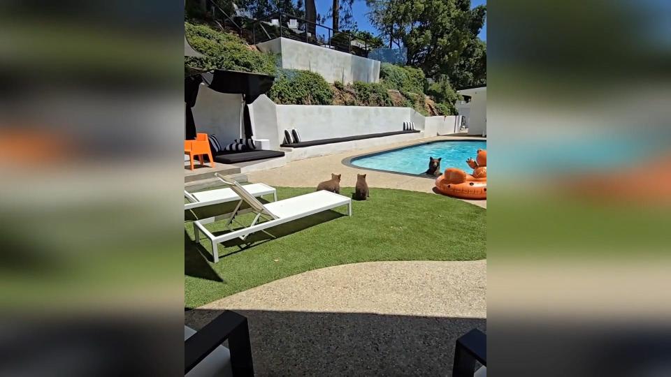 A family of bears is shown cooling off in pool of a Monrovia, California home.