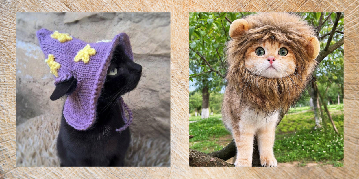 cute halloween costumes for cats