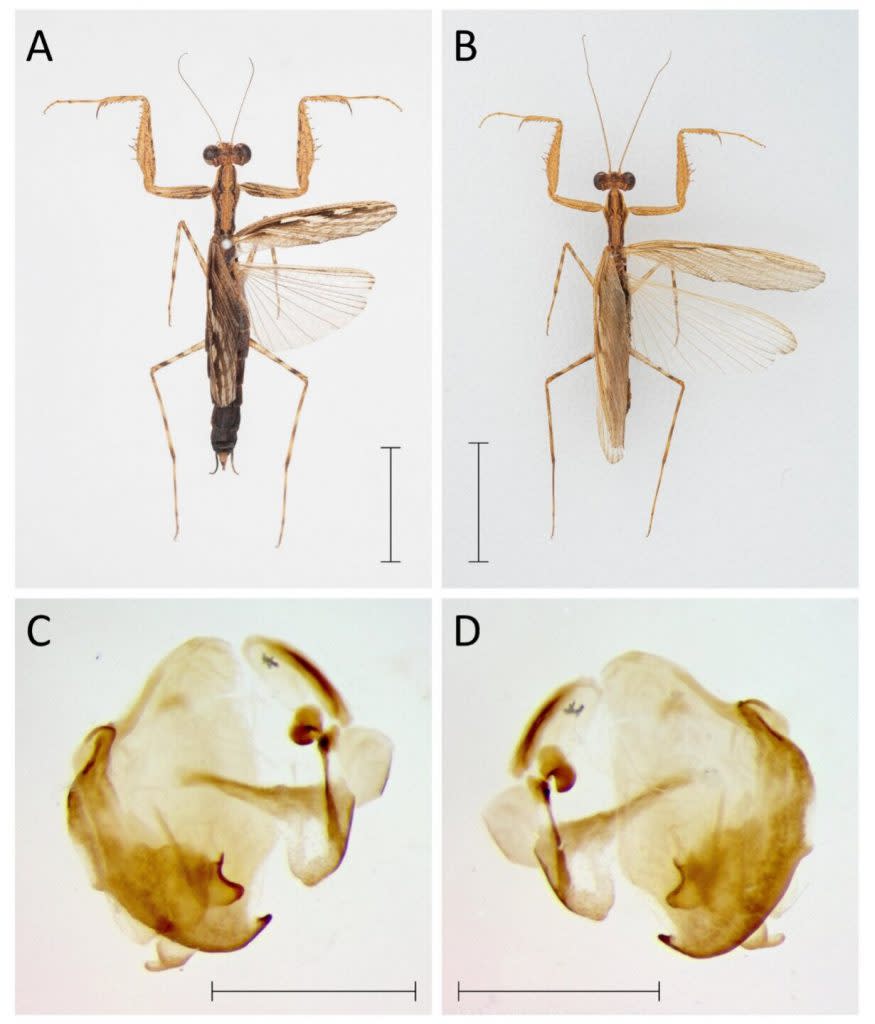 在《動物分類學》期刊中刊登的新螳螂物種Ima corymbia的描述，包括不同視角和性別的外觀特徵。A項描述了雌性全型標本的背面外觀，B項則是描述了雄性模式標本的背面外觀。C和D項分別展示了雄性生殖複合體的背面和腹面視圖。（圖／《動物分類學》）