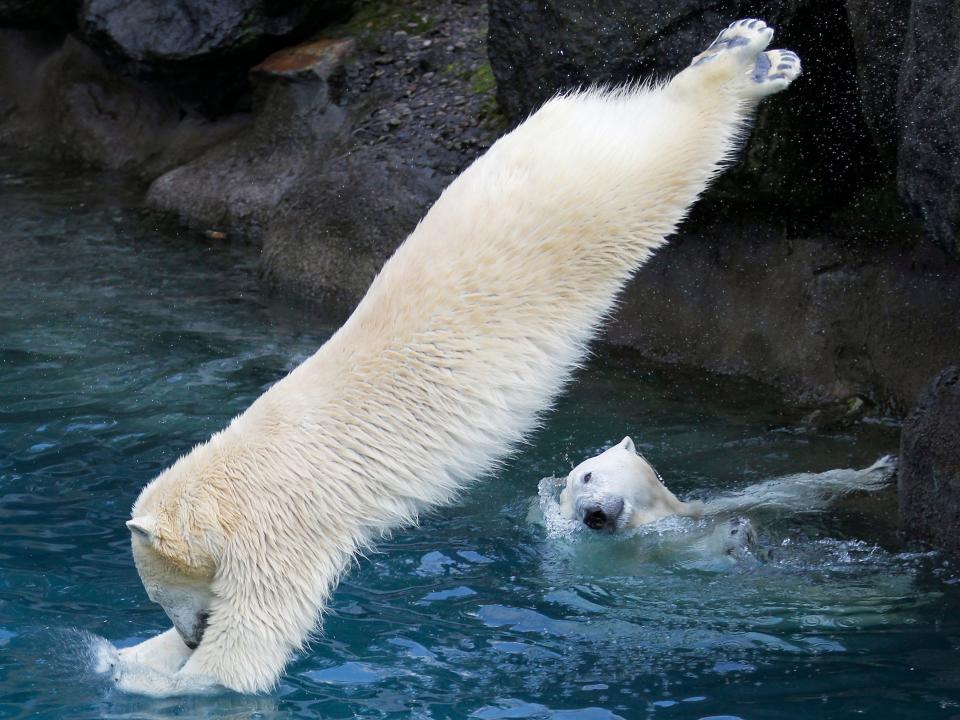 diving polar bear