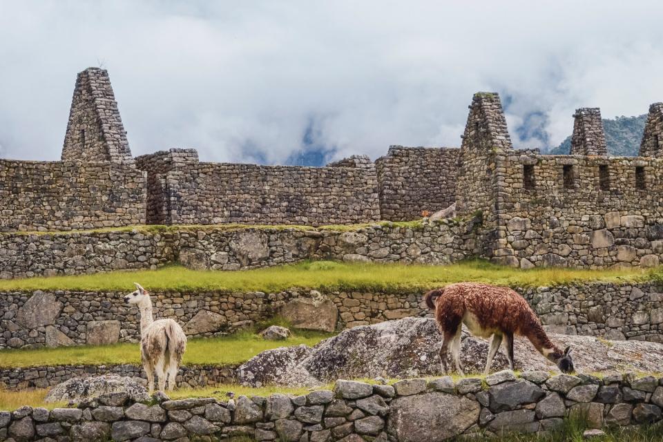 Two llamas between ruins and ancient architecture of Machu Picchu. Lost city from inca civilization in the sacred valley of Cusco Province. Peru, South America
