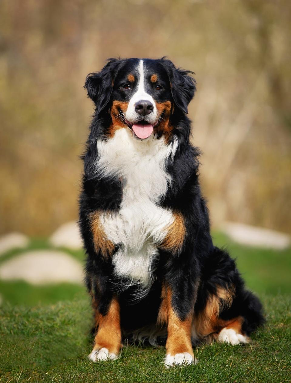 <p>These dogs may be one of the <a href="https://www.goodhousekeeping.com/life/pets/advice/g1737/largest-dog-breeds/" rel="nofollow noopener" target="_blank" data-ylk="slk:largest dog breeds;elm:context_link;itc:0;sec:content-canvas" class="link ">largest dog breeds</a>, but they're truly gentle giants with a sweet, calm and affectionate nature. Bernese mountain dogs are also eager to please, which mean they're typically <a href="https://www.goodhousekeeping.com/life/pets/g27611300/dog-commands/" rel="nofollow noopener" target="_blank" data-ylk="slk:easy to train;elm:context_link;itc:0;sec:content-canvas" class="link ">easy to train</a>.</p><p><strong>Weight: 70-115 pounds</strong></p>