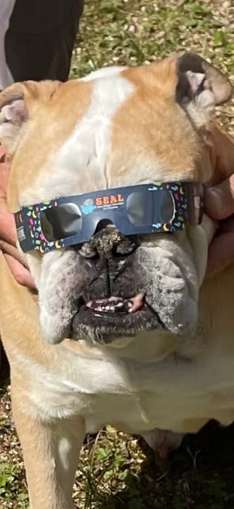 Tina Roy made sure her pup was safe during the April 8, 2024 solar eclipse. Taken in Williamsburg, Va.
