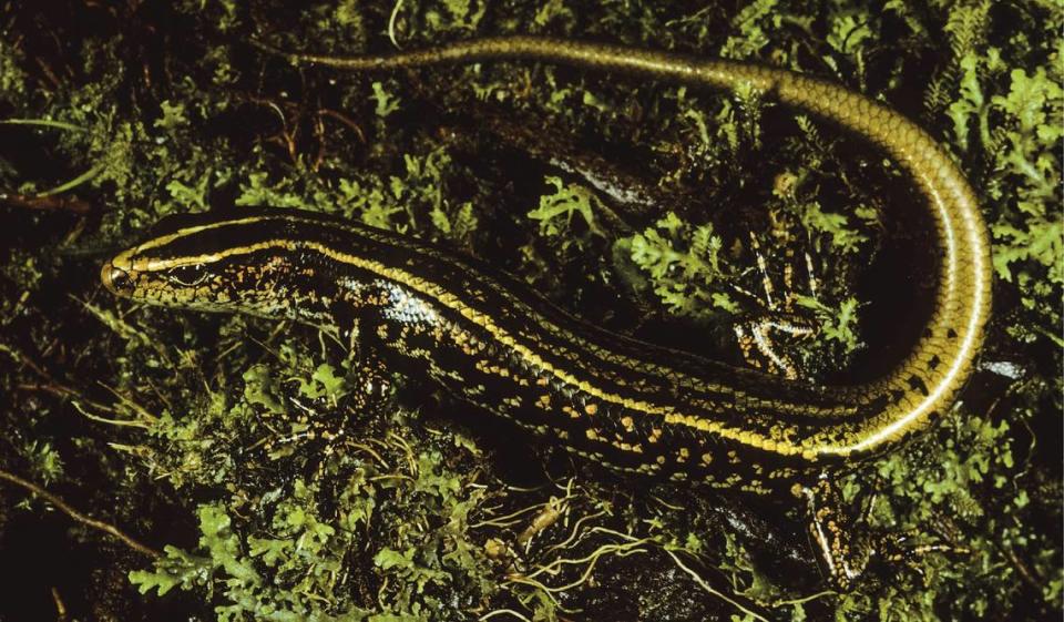 The new species has distinctive gold stripes on its back.