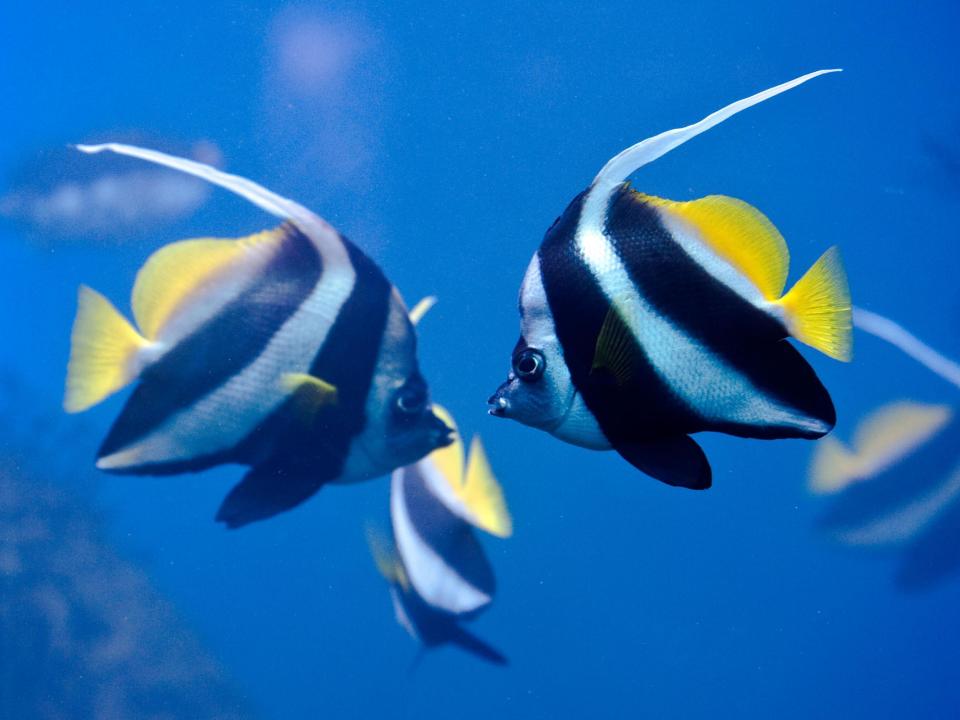 Zebrafish sleep just like humans according to new research which suggests the way we snooze evolved more than 450 million years ago. Scientists say our ancient fish-like ancestors developed “slow-bursting sleep” before crawling out of the ocean. Although today’s fish are unable to close their eyes (because they lack eyelids), changes in their brains and muscles are the same as those that take place in humans.Scientists already knew this occurred in mammals, birds and reptiles, but the fact it has been recorded in a zebrafish suggests it is a very ancient adaptation. “While modern mammals have their first ancestor 70 million years ago, modern fishes derive from ancestors living 450-500 million years ago,” senior author Philippe Mourrain, from Stanford University School of Medicine, told The Independent. “The fact that we find sleep brain and body dynamics similar in both zebrafish and humans strongly suggests that these neural and muscle signatures were already present in our common ancestor more than 450 million years ago.”Like humans, fish lose muscle tone, their heartbeat drops and they do not respond to stimuli when sleeping. The only real difference is a lack of rapid eye movement during REM sleep, researchers found. To study the fish, they built a fluorescent light-sheet microscope that could image the whole body in extremely high resolution.They recorded brain activity as the fish slept and observed heart rate, eye movement and muscle tone, according to the study, published in Nature. Although scientists cannot know for certain that all animals sleep, it appears to be a universal need. The exact benefits are still a mystery but people who fail to get enough sleep suffer memory lapses and impaired judgement as well as a higher risk of obesity and high blood pressure.Sleep disorders are also linked with neurological diseases such as Alzheimer’s and Parkinson’s.“This research is critical as it strengthens the idea sleep has core functions that are conserved throughout animals such as maintenance and remodelling of neuronal connections,” said Dr Mourrain. Scientists say understanding sleep functions in animals could help us better understand the consequences of sleep disruption. “Because fishes’ neural signatures are in essence the same as ours, we can use information about them to generate new leads for drug trials,” said Dr Louis Leung, from Stanford University School of Medicine. Mice – often a stand-in for human research – are nocturnal and a less relevant model for our sleep.“As zebrafish are diurnal like humans, it’s perhaps more biologically accurate to compare fish sleep with humans’ for some aspects,” Dr Leung said.