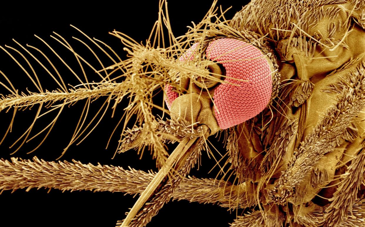 The female Asian tiger mosquito