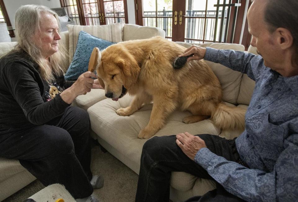 Two people brush a dog.