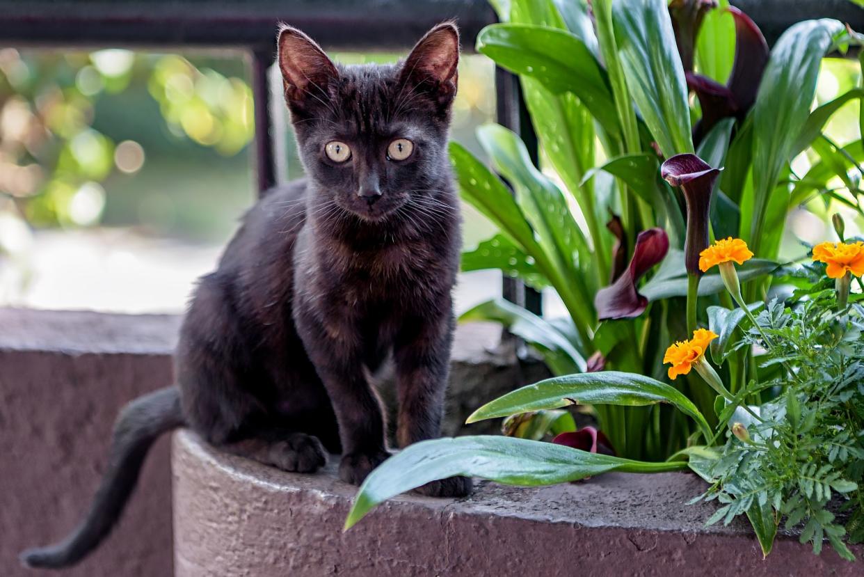 A Bombay cat sitting along the edge of a patio next to plants, looking towards the camera to the slight left, outside and sunlight is blurred in the background