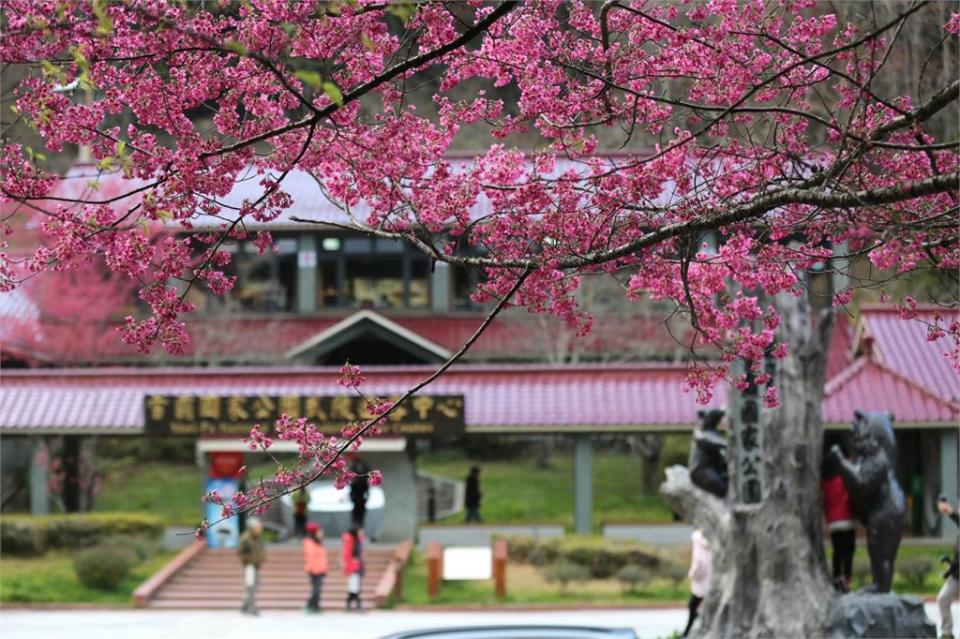 武陵農場可是網友推薦全台「十大合法露營地」的第一名。（圖／退輔會提供）