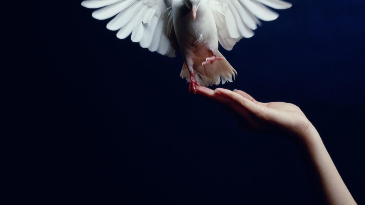 white dove flying from hand, blue background