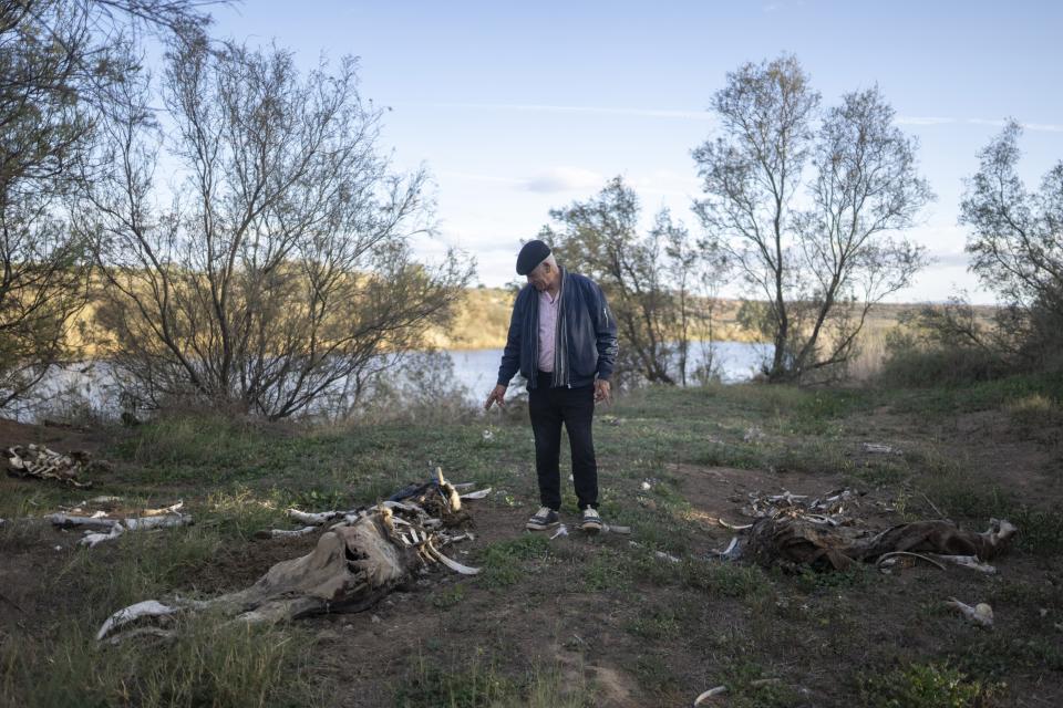 Mimoun Nadori points to his dead cattle which he believes died from drinking Moulouya River's salty water, in Nador, north of Morocco, Friday, March 8, 2024. Where the river once flowed from the mountains into the Mediterranean, it now sits stagnant, allowing seawater to creep inland and turning water from a source of life to a deadly poison. (AP Photo/Mosa'ab Elshamy)