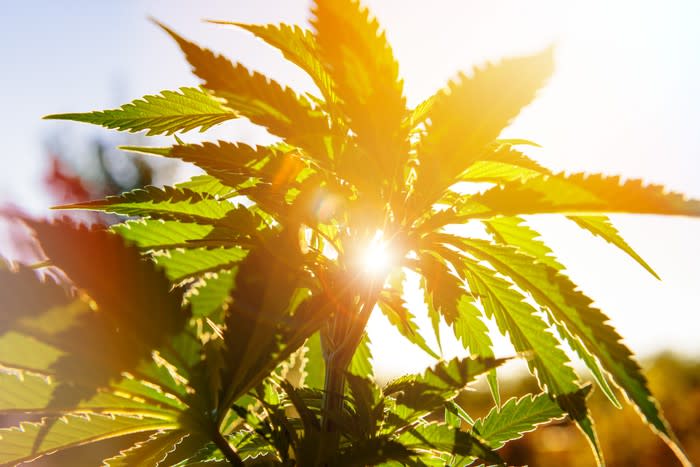 Cannabis plant with sun shining in background