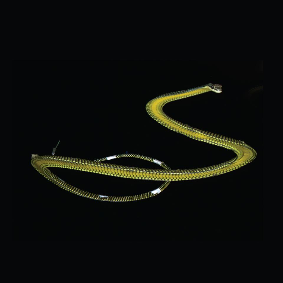 A flying snake glides through the air. Researchers at Virginia Tech studied why flyings snakes undulate while gliding.