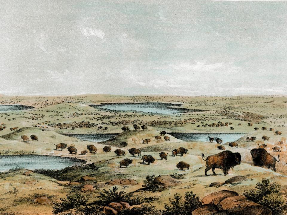 An illustration of dozens of bison Near Lake Jessie, North Dakota from the mid-1800s