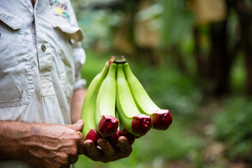 Man holding bunch of fresh Red Tip bananas