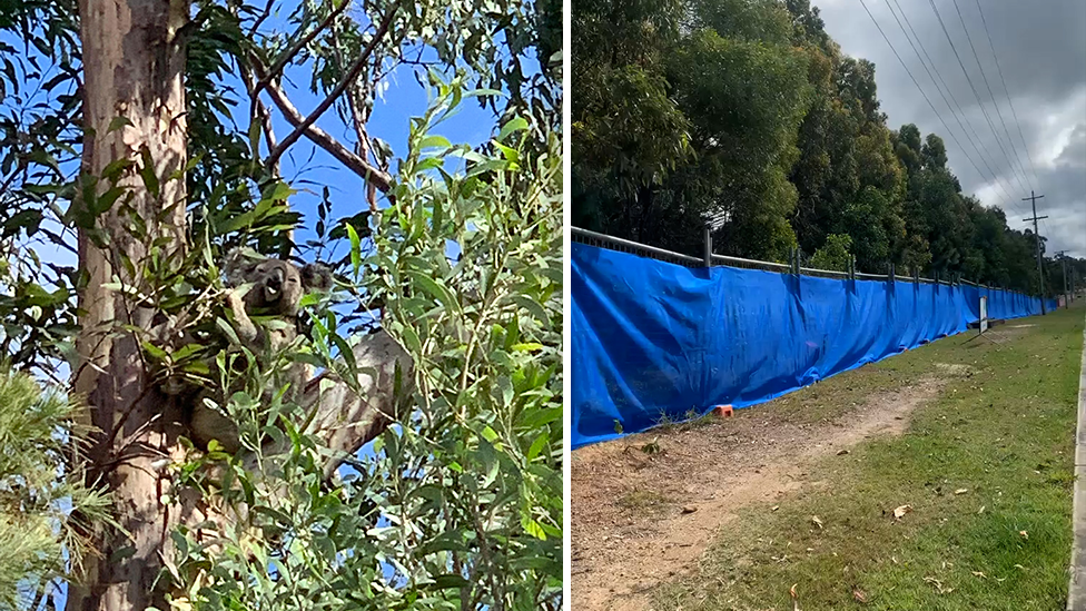 The koala was living at at site on Foxwell Road in Coomera. Source: Supplied