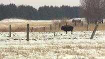 Brazen bison won't stay home on the range in Lorette, Man.