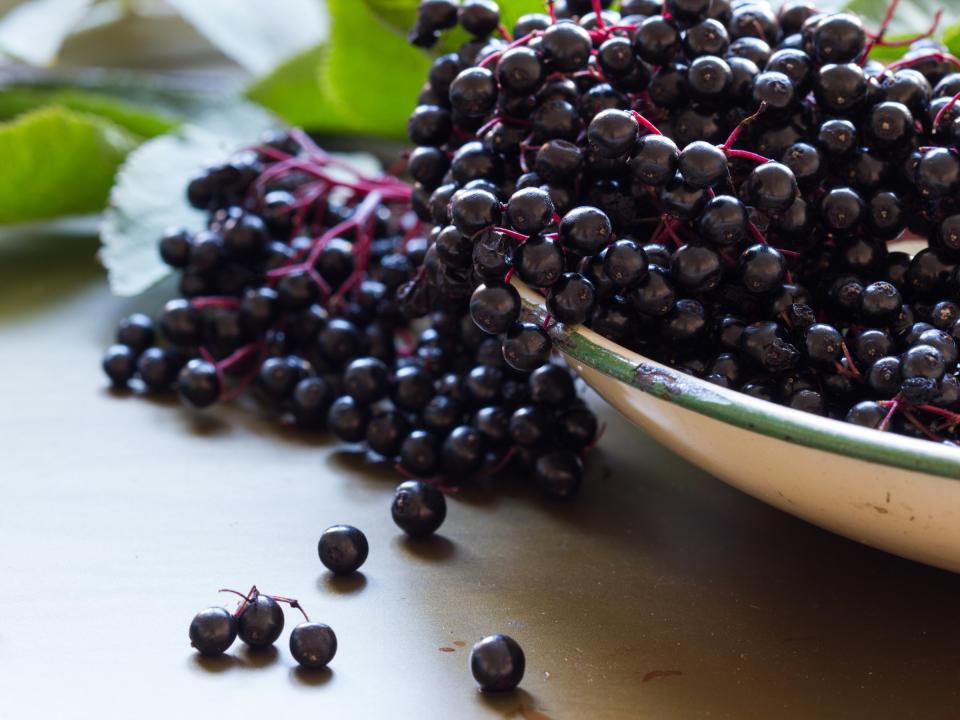 elderberry