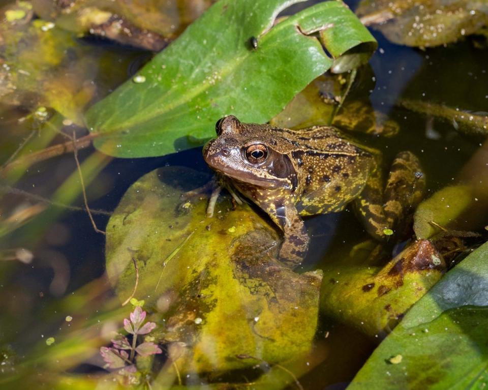 Ensure there are ways for wildlife to get in and out of your pond or mini wetland (Sam Stafford / WWT)