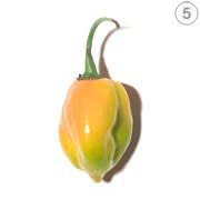 <h1 class="title">Habañero Pepper</h1><cite class="credit">Photo by Chris Astley.</cite>