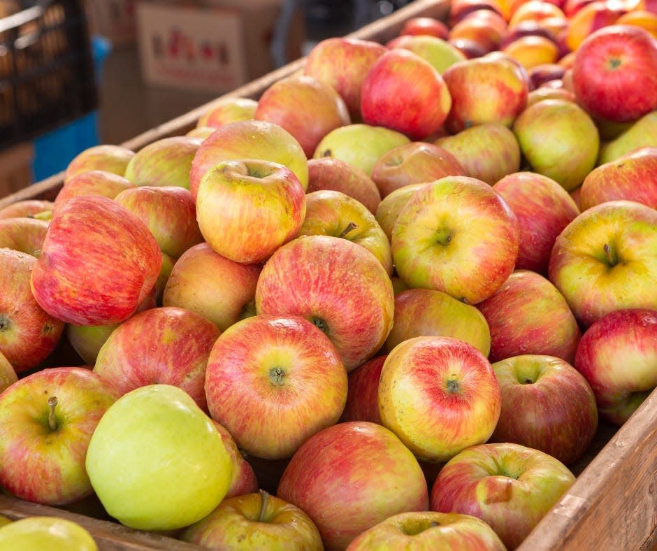 Applecrest Farm Orchards in Hampton Falls is where you can pick your own apples from more than 40 varieties.