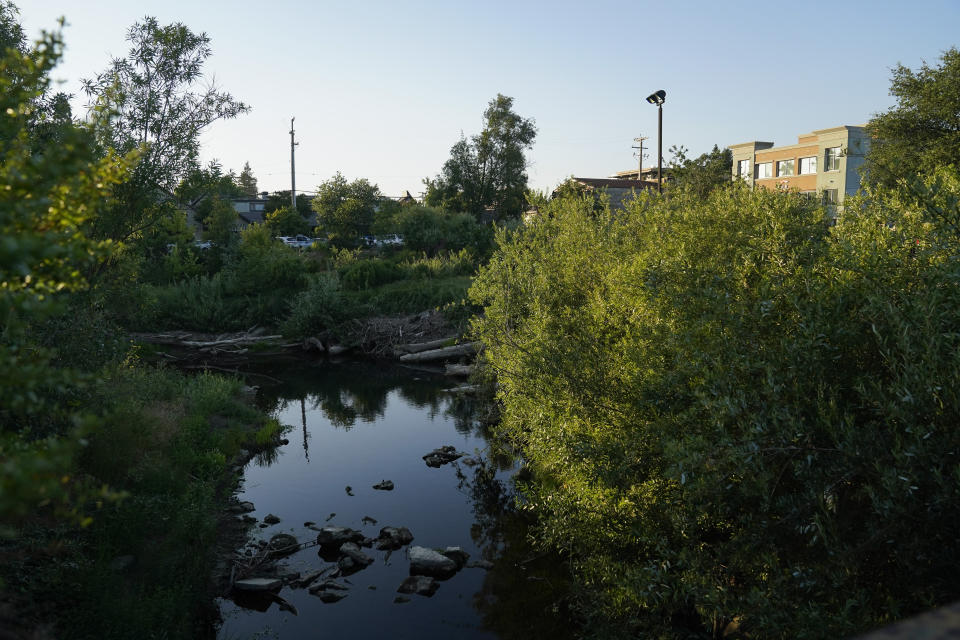 Beavers can frequently be seen in Napa Creek, Wednesday, July 19, 2023, in Napa, Calif. (AP Photo/Godofredo A. Vásquez)