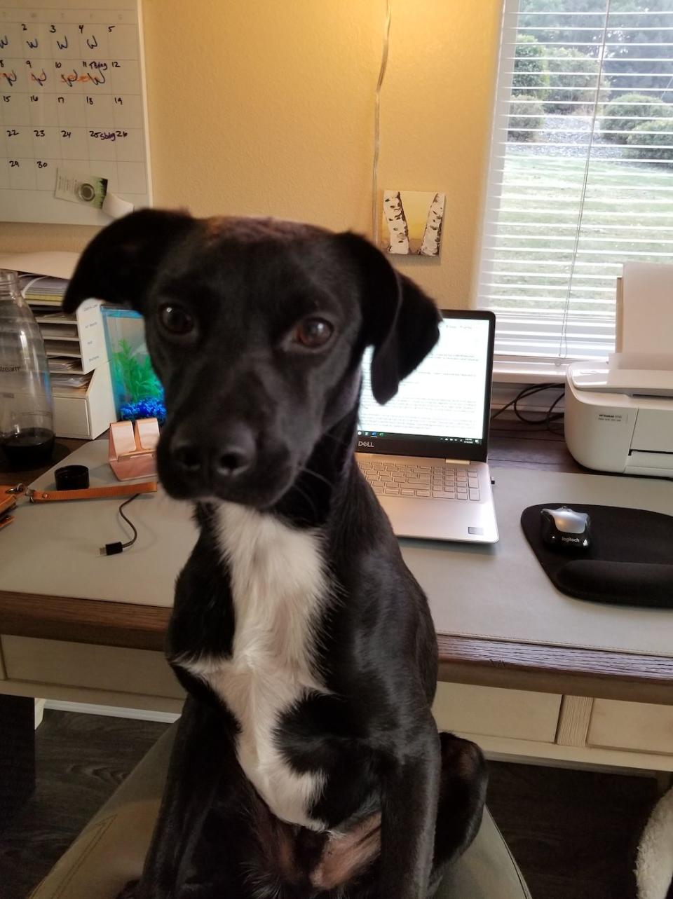 "This is Trex. He tries very hard to be a good and patient boy all day. This is the look I get at 5:01 p.m. and he's ready to play ball NOW." &mdash; <i>Catherine T. </i>