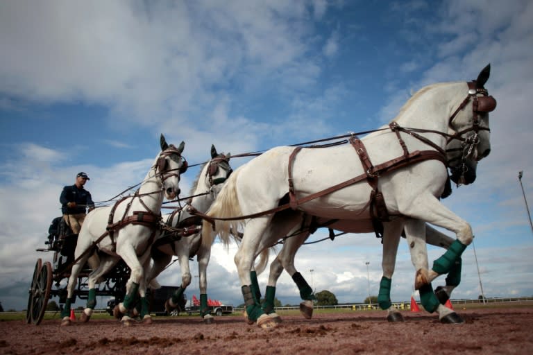 Carriage riding is a competitive form of horse driving where the driver is pulled along by a single horse, a pair or a team of four