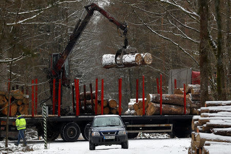 A truck is loaded with logged trees at one of the last primeval forests in Europe, Bialowieza forest, near Bialowieza village, Poland February 15, 2018. REUTERS/Kacper Pempel