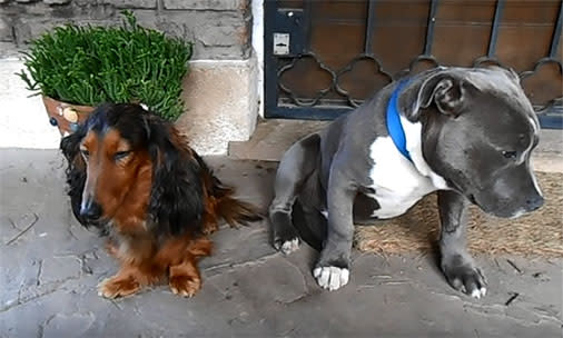 Watch the hilarious moment one very naughty pit bull is confronted by his owner