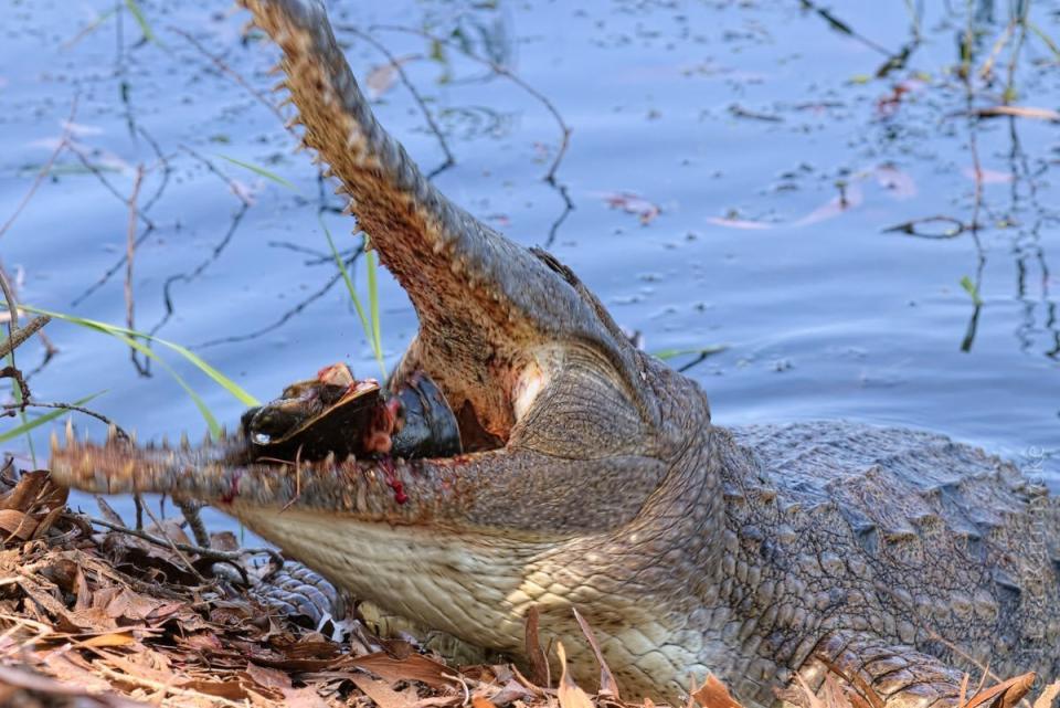 Mr Ratnayeke said 'it all seemed effortless' after the croc devoured its prey. Source: Facebook/ Tissa Ratnayeke 