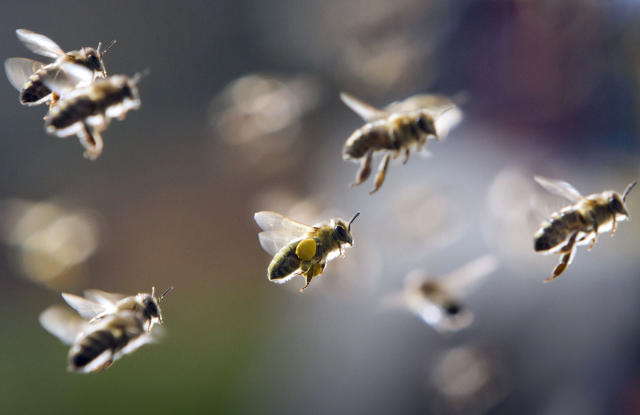 Por qué el polen de abeja se considera un superalimento? - Reina