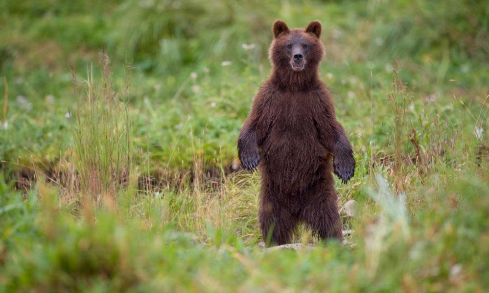 <span>Photograph: Paul Souders/Getty Images</span>