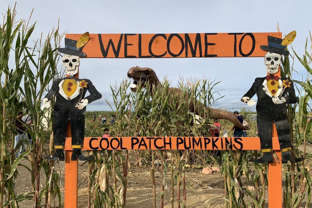 Cool Patch Pumpkins