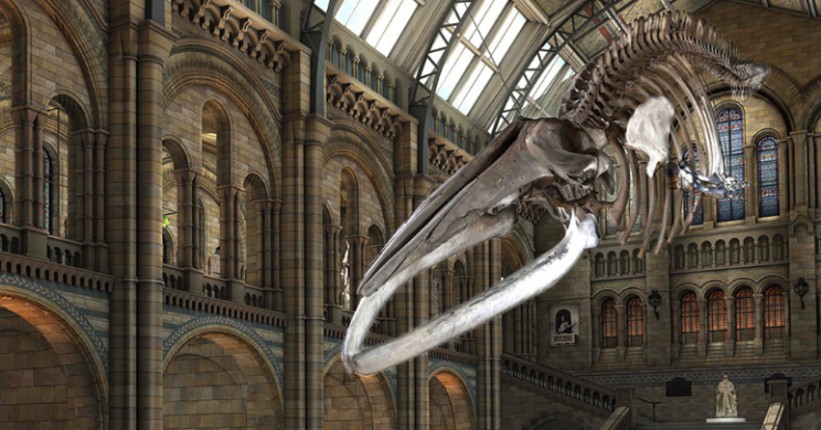 This is what Dippy's replacement will look like! (Picture: Natural History Museum)