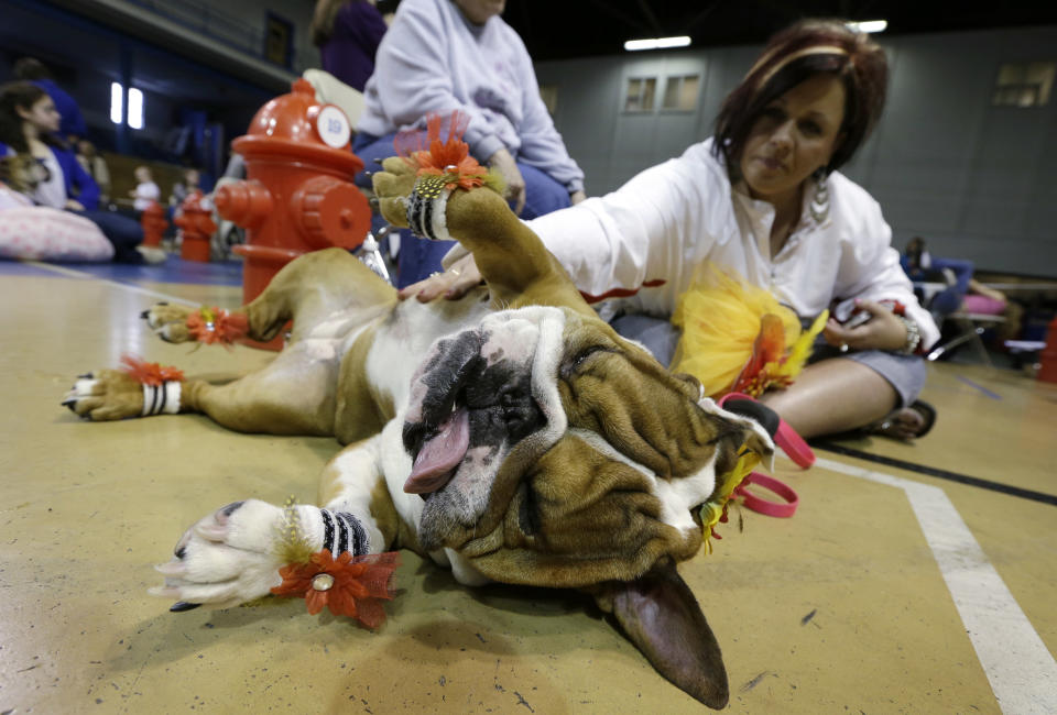 Lisa Schnathorst, of Overland Park, Kansas, rubs the belly of her bulldog Addie during the 34th annual Drake Relays Beautiful Bulldog Contest, Monday, April 22, 2013, in Des Moines, Iowa. The pageant kicks off the Drake Relays festivities at Drake University where a bulldog is the mascot. (AP Photo/Charlie Neibergall)