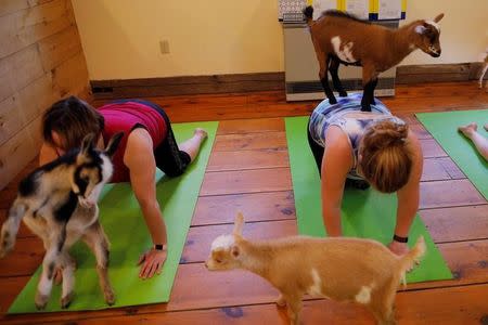 Goats climb on students during a yoga class with eight students and five goats at Jenness Farm in Nottingham, New Hampshire, U.S., May 18, 2017. Picture taken May 18, 2017. REUTERS/Brian Snyder