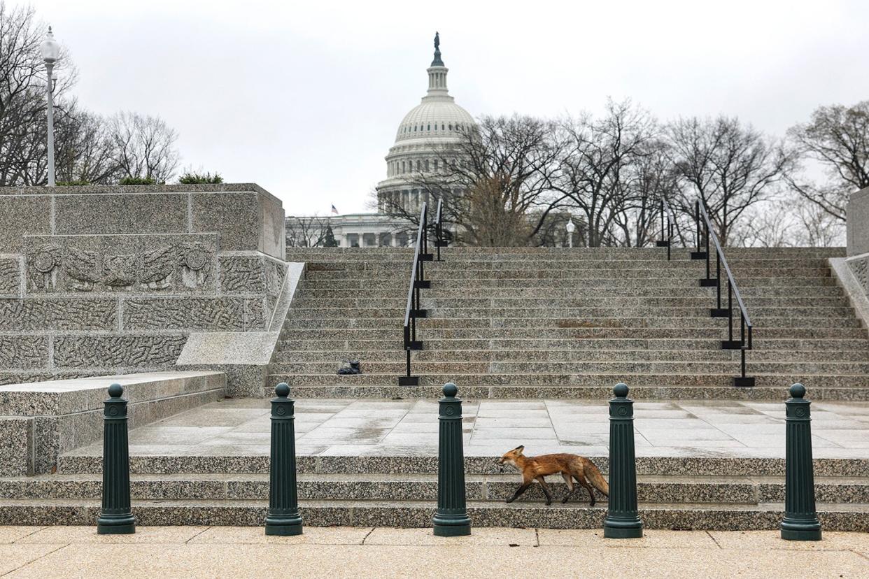 Capitol fox