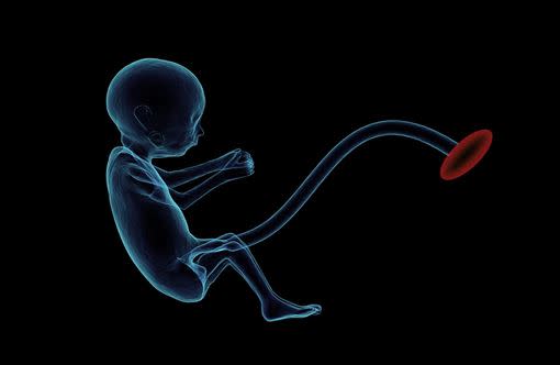 羅一鈞醫師表示，精子和卵子本身不會帶有HIV，寶寶有機會感染HIV的時機並非在受精當下。（圖／Pixabay）
